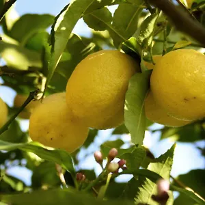 Il Giardino Di Gabri Bed and breakfast